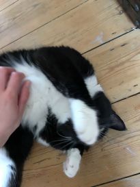 Andrea Wold Johansen, Rocky 001