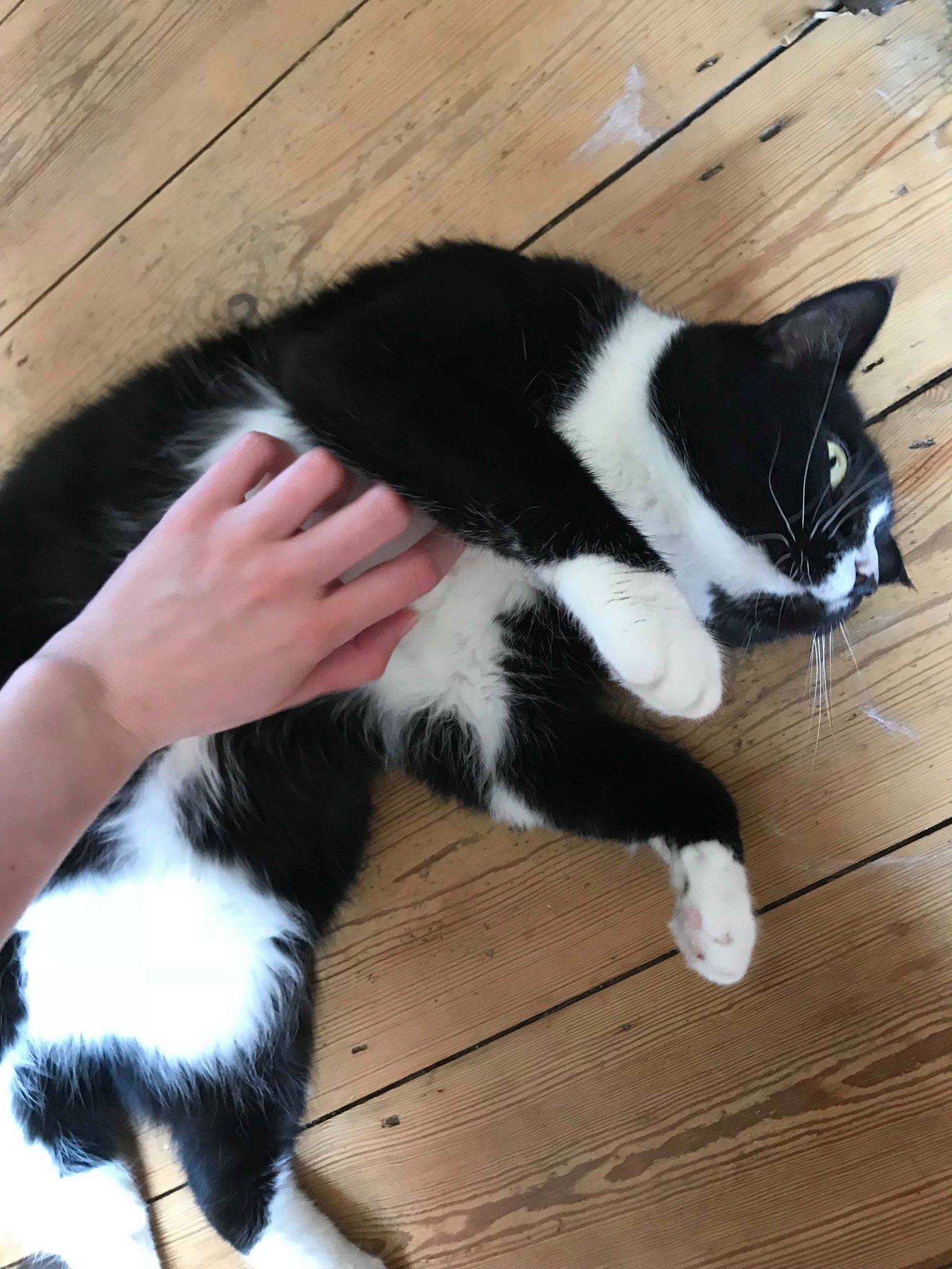 Andrea Wold Johansen, Rocky 002